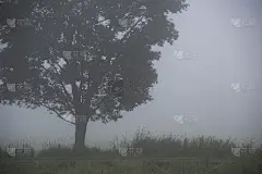 雾中的大树