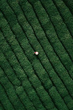 菠菜-Spinach采集到风景