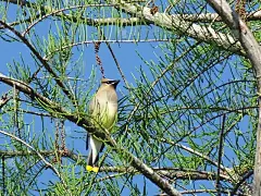 雪松蜡翼(Bombycilla cedrorum)栖息在佛罗里达的一棵树上