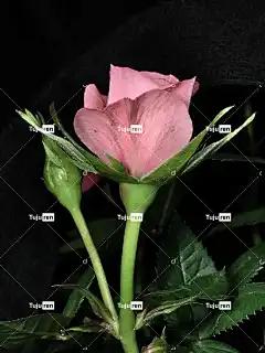 小粉红色的 红润 荆棘 小 美丽 花朵 花壁纸 花卉背景 玫瑰