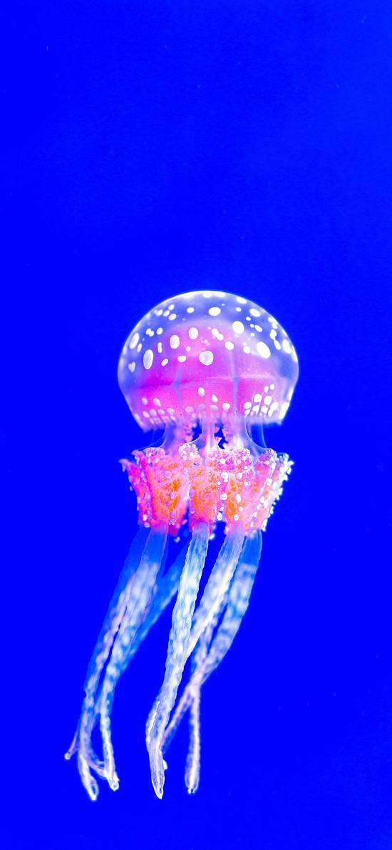 水母 海洋生物 游动 透明 蓝色