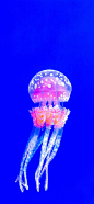 水母 海洋生物 游动 透明 蓝色