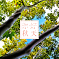 银杏树