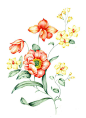 栩栩如生的彩色手绘 花卉花朵植物水粉水彩绘画临摹素材XD004-淘宝网