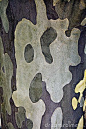 Maple tree bark: 