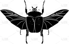 甲虫,背的，脊的,轮廓,生物学,自然,触须,野生动物,图像,圣甲虫,收集