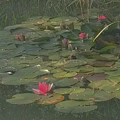 杀猪妹的原宿风 暗黑 酷 韩系 日系 港味 个性 壁纸 键盘图 复古风