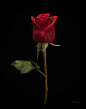 General 1609x2048 photography rose flowers
