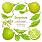 佛手柑元素——食物对象集Bergamot Elements Set - Food Objects香味,芳香疗法、亚洲、亚洲、背景、佛手柑,分支,柑橘,美食,食品,新鲜水果,绿色,健康,草本植物,花草,插图,成分,孤立的,非洲高粱,叶子,自然、石油、有机、植物、茶,泰国,热带,矢量,白色 aroma, aromatherapy, asia, asian, background, bergamot, branch, citrus, cuisine, food, fresh, fruit, green, hea