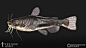 testudo-works-catfish-beautyshot-03