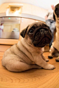 pug