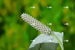 和平百合 花 花壁纸 植物 花瓣 盛开 开花 美丽的花朵