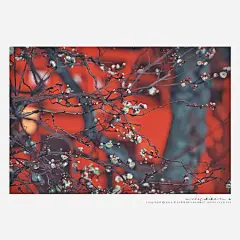 立春 ・緋