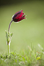 Anemone pulsatilla by Maxime Courty on 500px: 