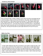 Silk ribbon tutorial