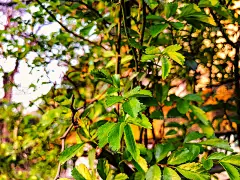 花分支特写。春天的天气，晴朗的天空，村里的树木开花。