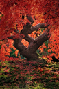 Dragon Tree, Japanese Garden, Portland, Oregon >>> I sooo want a huge Japanese maple! Will just have to wait for mine to grow up...