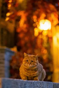 昨天古北水镇，天黑了要走了，猫猫才都出来，这大橘胖得哦像只小老虎一样，看脸和褶子就能感受到 ​​​​