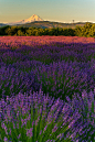 (via Lavender Fields | Flickr - Photo Sharing!)