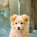 #狗狗#