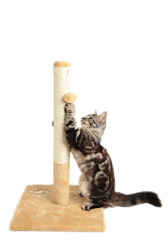 冷酷小羊采集到猫抓板参考