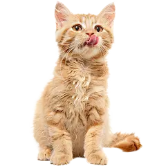 吐舌头小猫