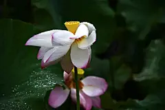 夏天夏季夏日荷花盛开荷叶莲蓬花卉壁纸美景图片下载