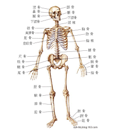 蒲公英yoyo采集到人体结构