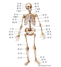 人体骨骼结构与名称