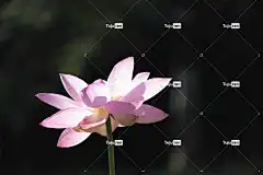 莲花 粉红色的花 莲花池 花壁纸 池塘 盛开 水生植物 美丽的花朵