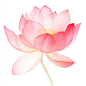 jasonsun1576_Watercolor_pink_lotus_flower_on_a_white_background_015646b4-240f-4e61-bdbf-bb486a7cb7d6