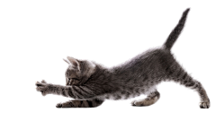 发疯的美工采集到猫