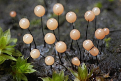 、雨茜采集到蘑菇