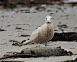 Glaucous Gull rare(ish) winter migrant to Scotland