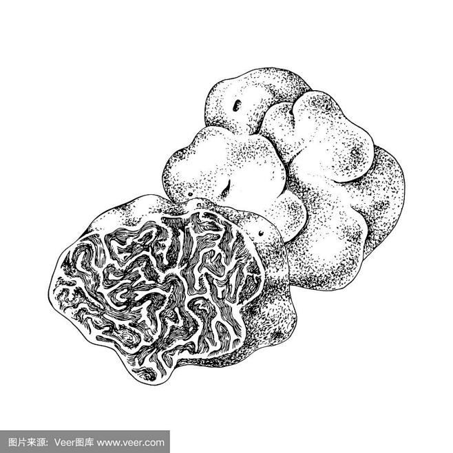 白松露手绘的搜索结果_百度图片搜索