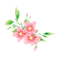 樱花花朵