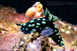 Photograph Nembrotha cristata by Marco Milanesi on 500px