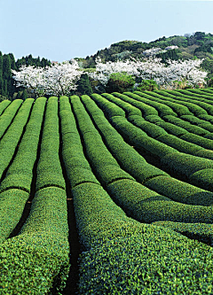 安然99采集到A-景-专项/茶境、茶景、茶文化