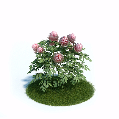 粉红色月季花_MAX 素材【必然标识网】