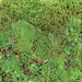苔藓