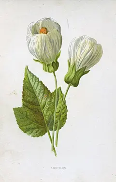 欢言酌春酒，摘我园中蔬

锦葵科，苘麻属（学名：Abutilon Miller），别名:风铃花、宫灯花、吊灯花、树锦、观赏苘麻、纹瓣悬铃花原产南美,现为世界性栽培观赏植物。