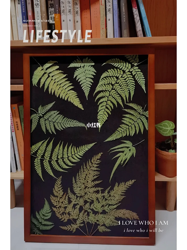 蕨类植物标本