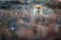 Sleepy Fox | by: Ivan Kislov