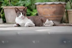 小猫正在坐着休息。