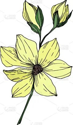玉兰类,植物学,黑色,壁纸,植物群,春天,乡村风格,花,剪影