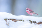 #鳥# 「rosefinch」雪に咲く一輪の薔薇，吼吼看！！！！！「twi:claspaoni」 ​​​​
