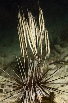 棘背鱼目·条纹虾鱼
