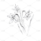 3 .水仙花在白色的背景上，画图，黑色的铅笔