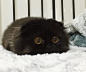 It’s not hard to see why Gimo the cat is so unforgettable—just one look into his large eyes and you’ll be mesmerized! The Scottish Fold has pupils reminiscent of a wise owl, which appear even larger when framed by his all-black fur. At the same time, they