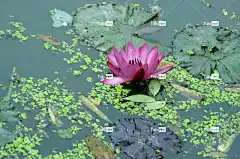 水百合 粉色 水 花 自然 花卉背景 水生 花壁纸 镜头